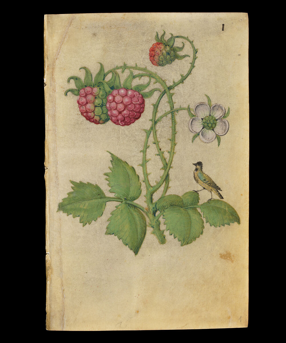 Book of Flower Studies, Master of Claude de France (active from ca.1508–1520), Opaque water color, organic glazes, gold and silver paint, iron and carbon-based ink and charcoal on parchment, French