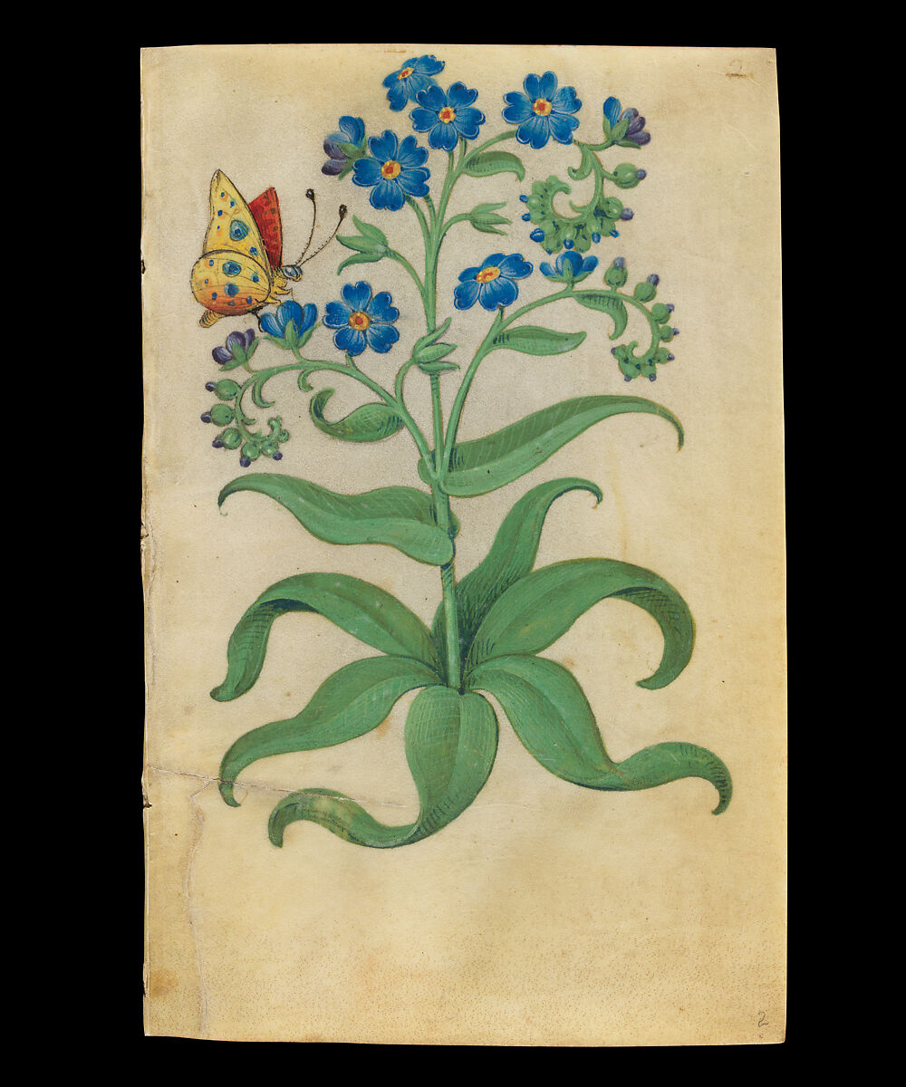 Book of Flower Studies, Master of Claude de France (active from ca.1508–1520), Opaque water color, organic glazes, gold and silver paint, iron and carbon-based ink and charcoal on parchment, French