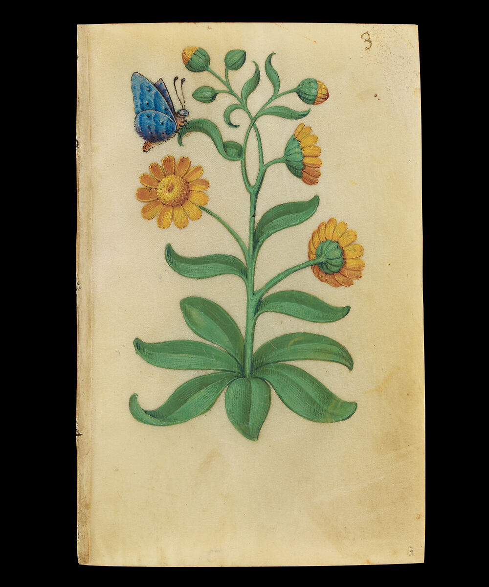 Book of Flower Studies, Master of Claude de France (active from ca.1508–1520), Opaque water color, organic glazes, gold and silver paint, iron and carbon-based ink and charcoal on parchment, French