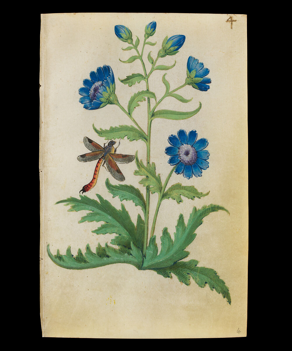 Book of Flower Studies, Master of Claude de France (active from ca.1508–1520), Opaque water color, organic glazes, gold and silver paint, iron and carbon-based ink and charcoal on parchment, French