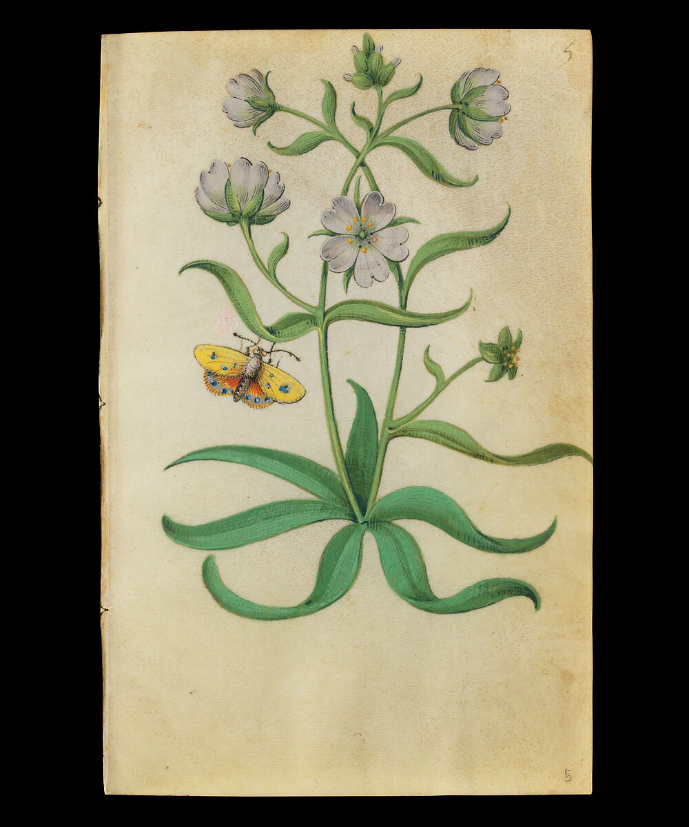 Book of Flower Studies, Master of Claude de France (active from ca.1508–1520), Opaque water color, organic glazes, gold and silver paint, iron and carbon-based ink and charcoal on parchment, French