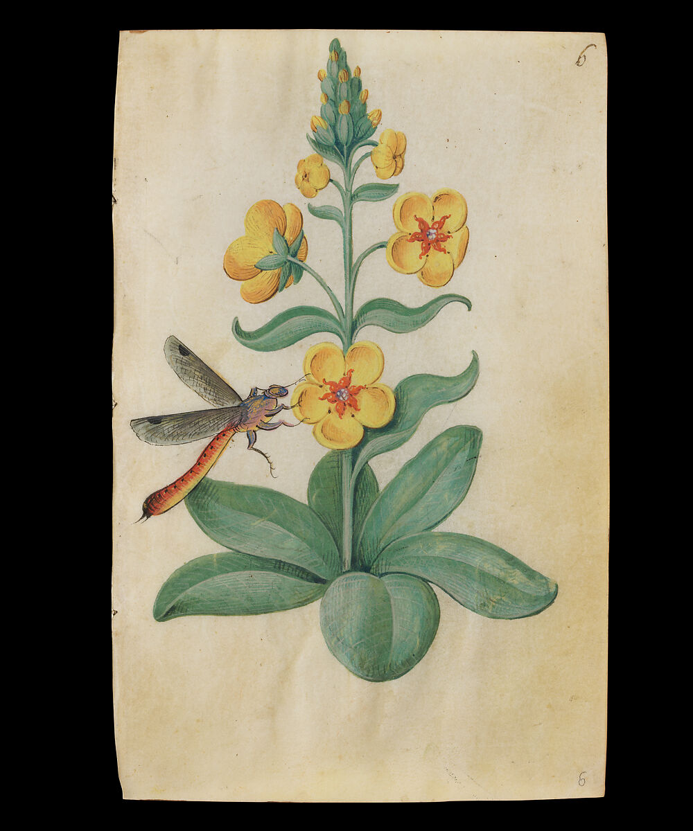 Book of Flower Studies, Master of Claude de France (active from ca.1508–1520), Opaque water color, organic glazes, gold and silver paint, iron and carbon-based ink and charcoal on parchment, French
