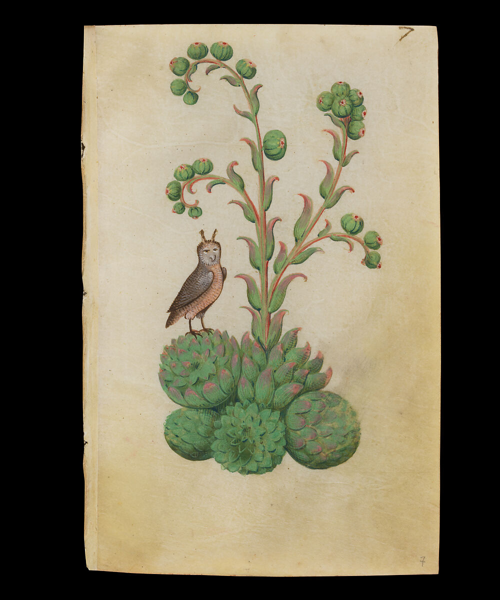 Book of Flower Studies, Master of Claude de France (active from ca.1508–1520), Opaque water color, organic glazes, gold and silver paint, iron and carbon-based ink and charcoal on parchment, French