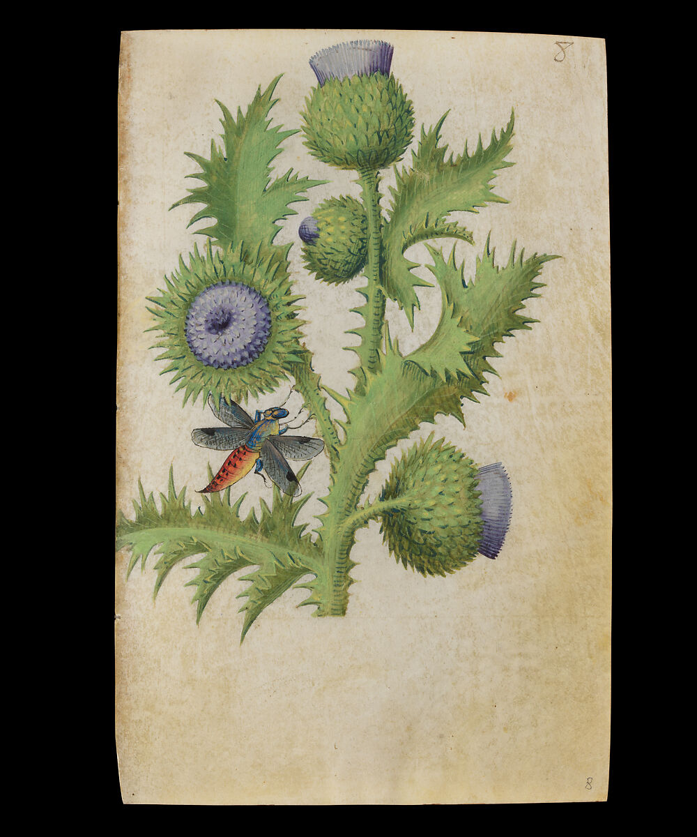 Book of Flower Studies, Master of Claude de France (active from ca.1508–1520), Opaque water color, organic glazes, gold and silver paint, iron and carbon-based ink and charcoal on parchment, French