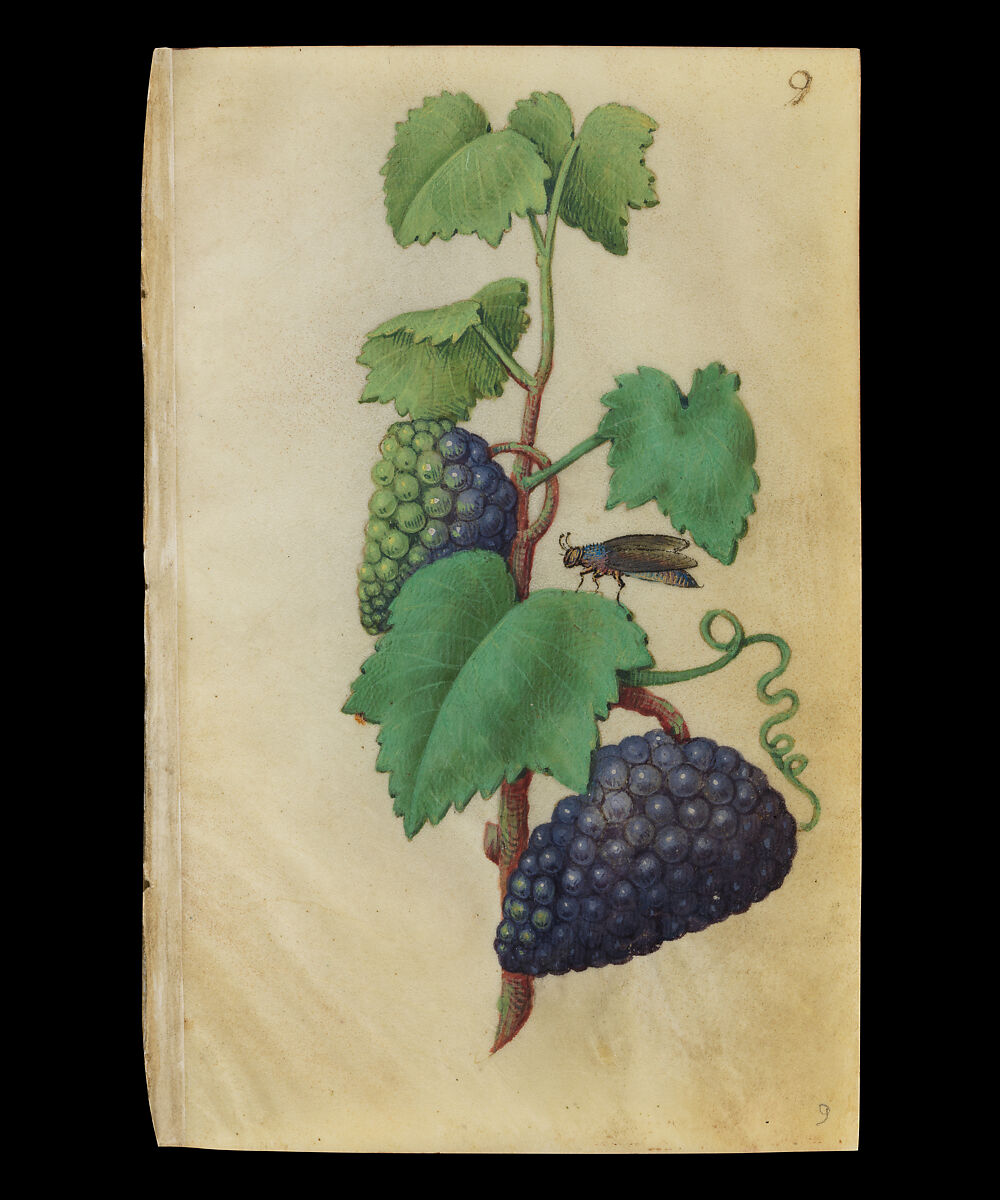 Book of Flower Studies, Master of Claude de France (active from ca.1508–1520), Opaque water color, organic glazes, gold and silver paint, iron and carbon-based ink and charcoal on parchment, French