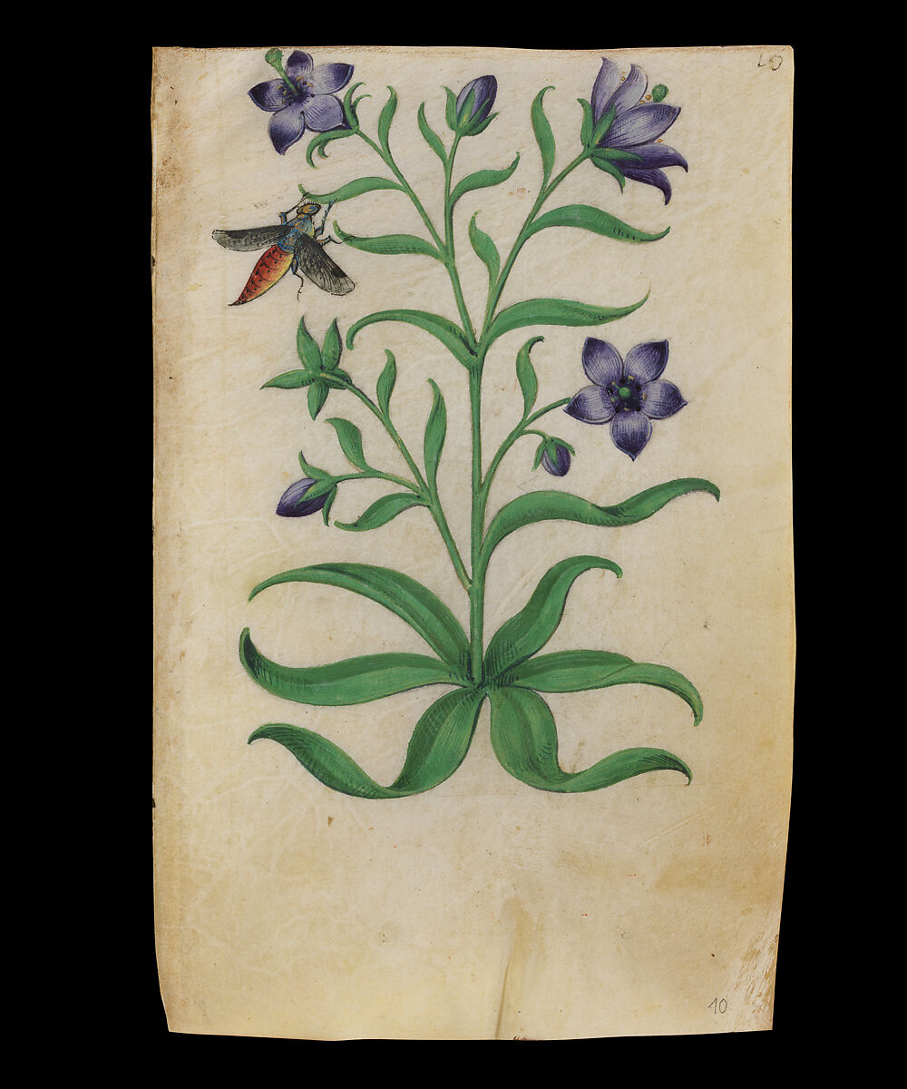 Book of Flower Studies, Master of Claude de France (active from ca.1508–1520), Opaque water color, organic glazes, gold and silver paint, iron and carbon-based ink and charcoal on parchment, French