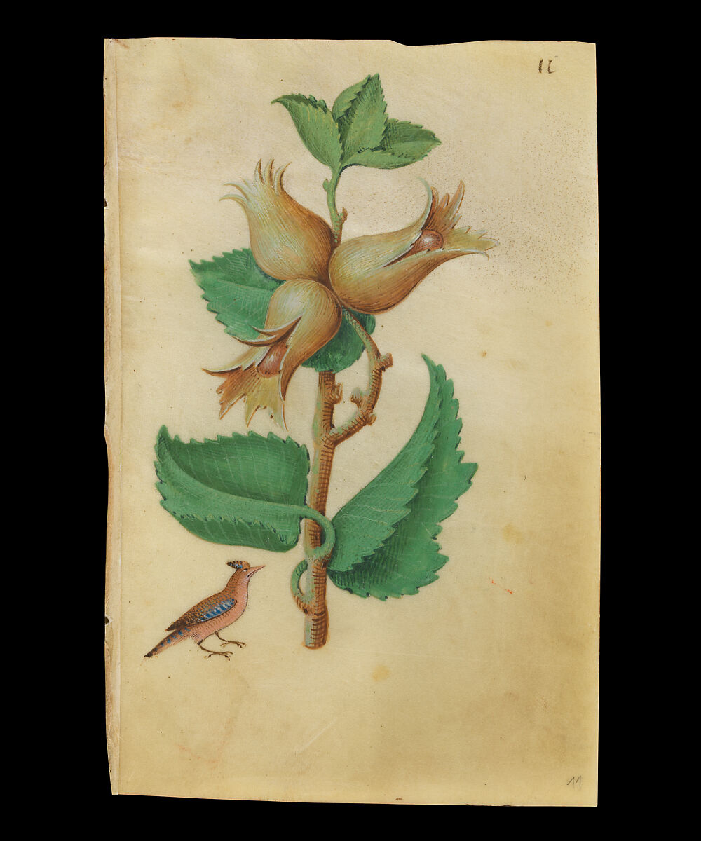 Book of Flower Studies, Master of Claude de France (active from ca.1508–1520), Opaque water color, organic glazes, gold and silver paint, iron and carbon-based ink and charcoal on parchment, French