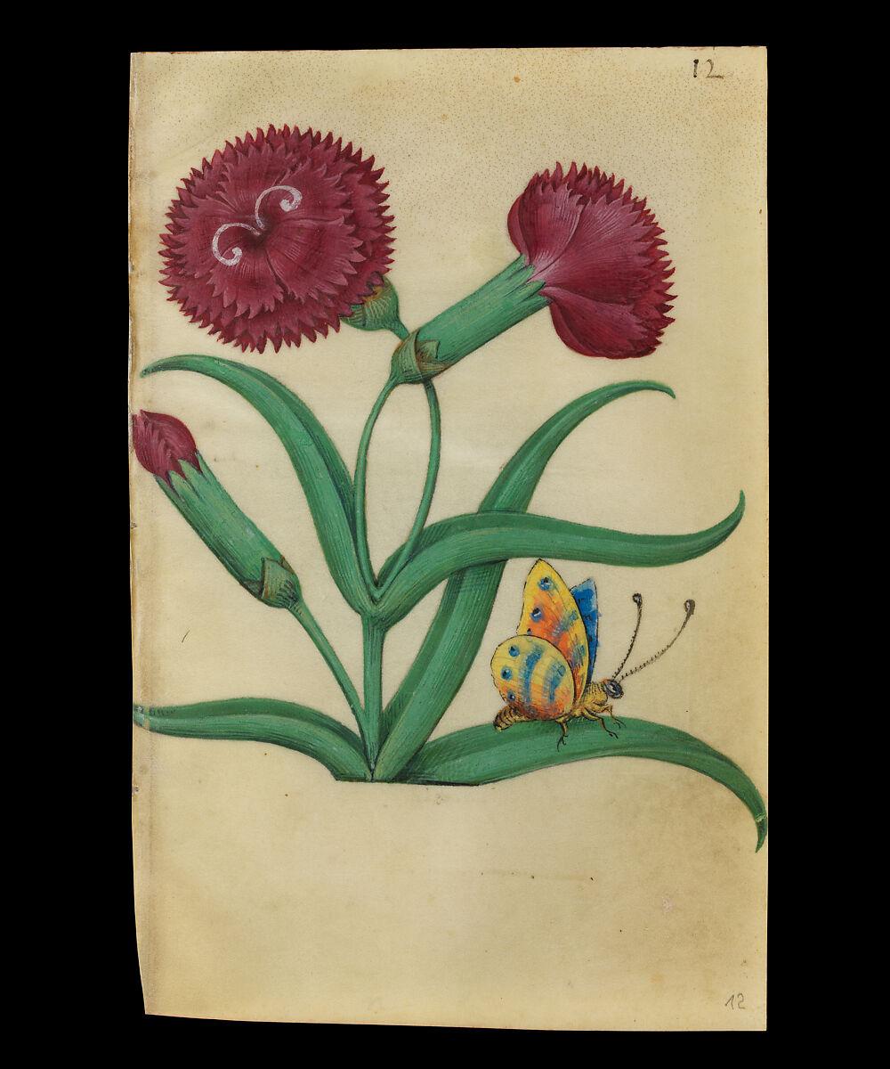Book of Flower Studies, Master of Claude de France (active from ca.1508–1520), Opaque water color, organic glazes, gold and silver paint, iron and carbon-based ink and charcoal on parchment, French