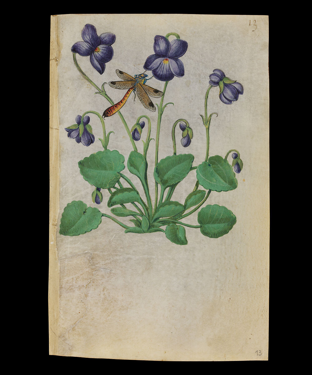 Book of Flower Studies, Master of Claude de France (active from ca.1508–1520), Opaque water color, organic glazes, gold and silver paint, iron and carbon-based ink and charcoal on parchment, French