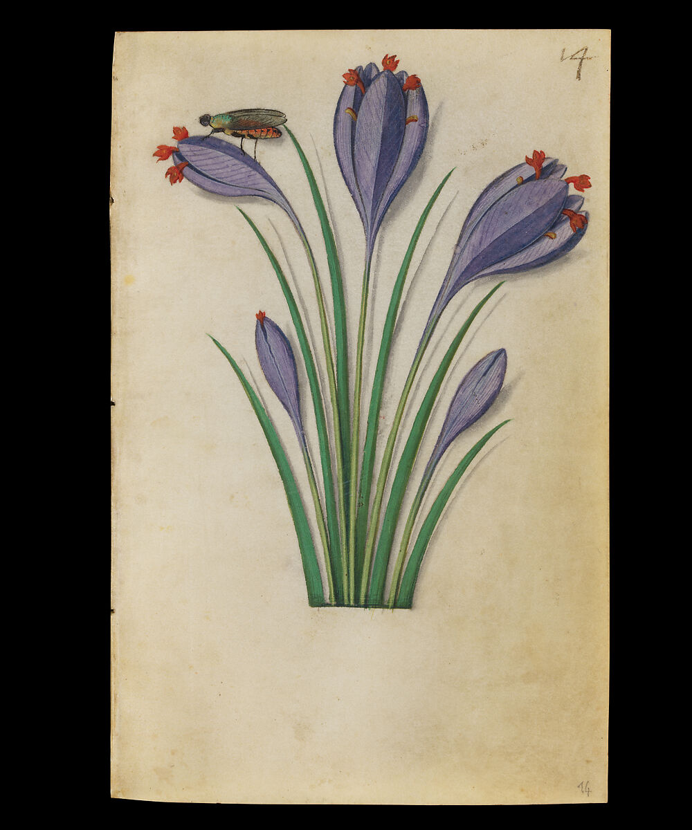 Book of Flower Studies, Master of Claude de France (active from ca.1508–1520), Opaque water color, organic glazes, gold and silver paint, iron and carbon-based ink and charcoal on parchment, French