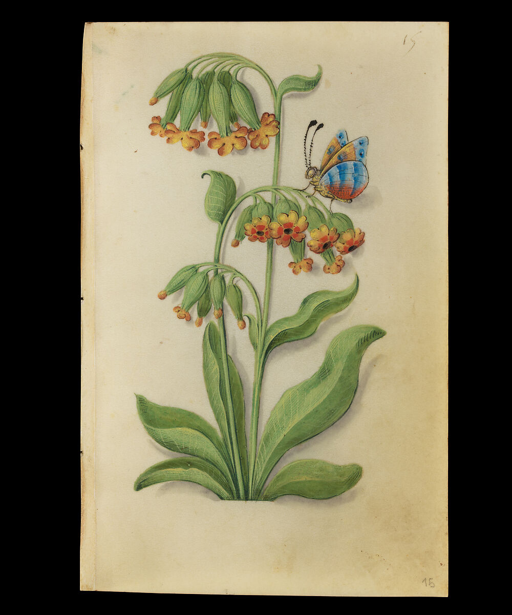 Book of Flower Studies, Master of Claude de France (active from ca.1508–1520), Opaque water color, organic glazes, gold and silver paint, iron and carbon-based ink and charcoal on parchment, French