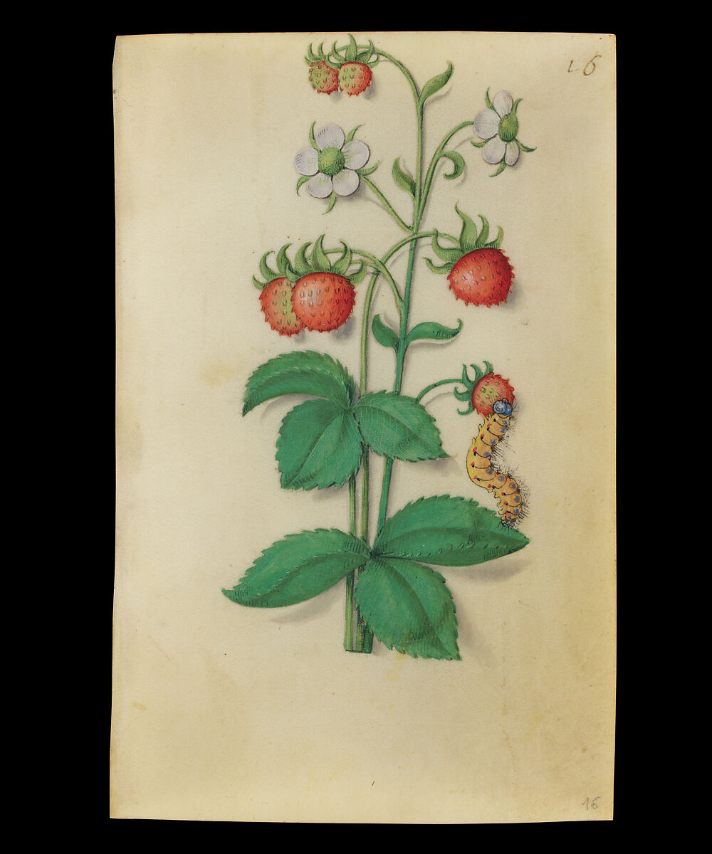 Book of Flower Studies, Master of Claude de France (active from ca.1508–1520), Opaque water color, organic glazes, gold and silver paint, iron and carbon-based ink and charcoal on parchment, French