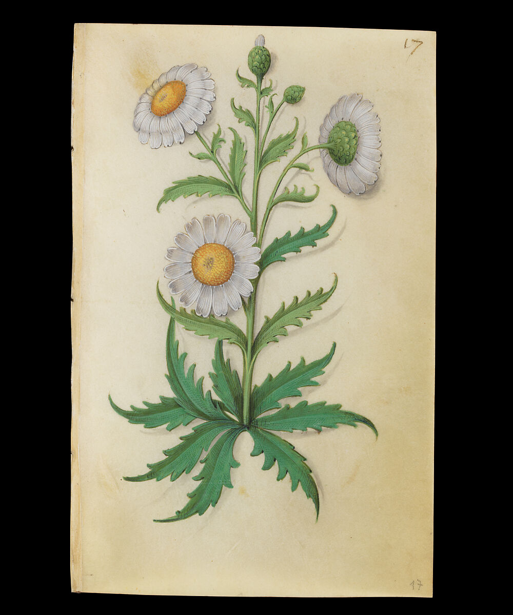 Book of Flower Studies, Master of Claude de France (active from ca.1508–1520), Opaque water color, organic glazes, gold and silver paint, iron and carbon-based ink and charcoal on parchment, French
