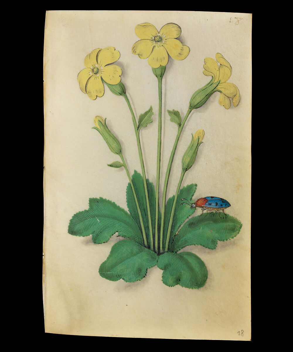 Book of Flower Studies, Master of Claude de France (active from ca.1508–1520), Opaque water color, organic glazes, gold and silver paint, iron and carbon-based ink and charcoal on parchment, French