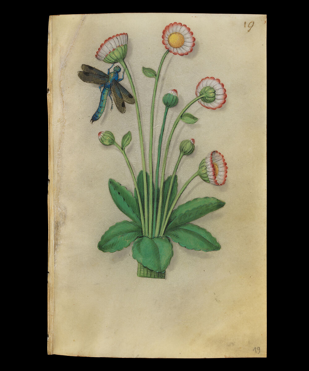 Book of Flower Studies, Master of Claude de France (active from ca.1508–1520), Opaque water color, organic glazes, gold and silver paint, iron and carbon-based ink and charcoal on parchment, French