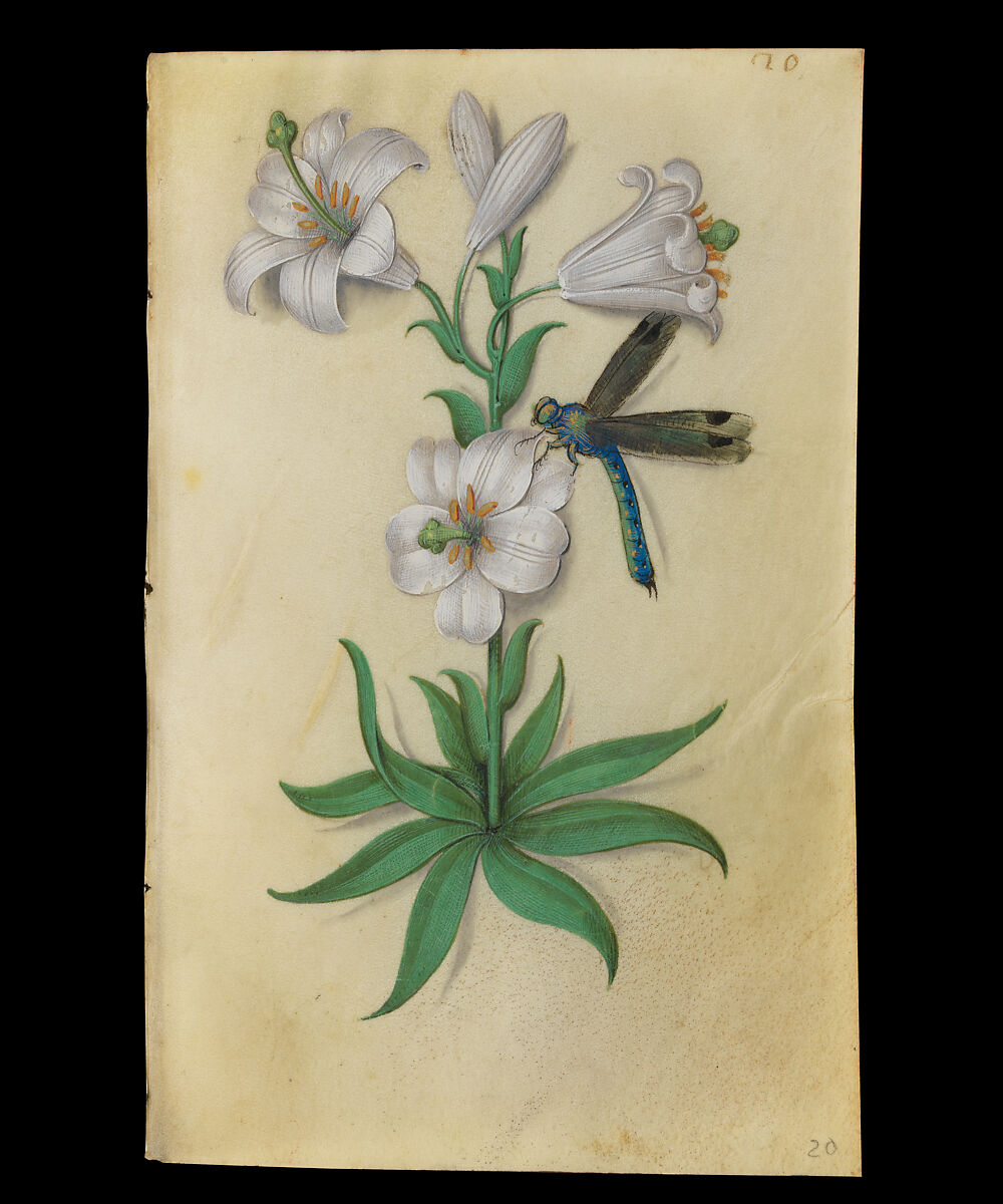 Book of Flower Studies, Master of Claude de France (active from ca.1508–1520), Opaque water color, organic glazes, gold and silver paint, iron and carbon-based ink and charcoal on parchment, French