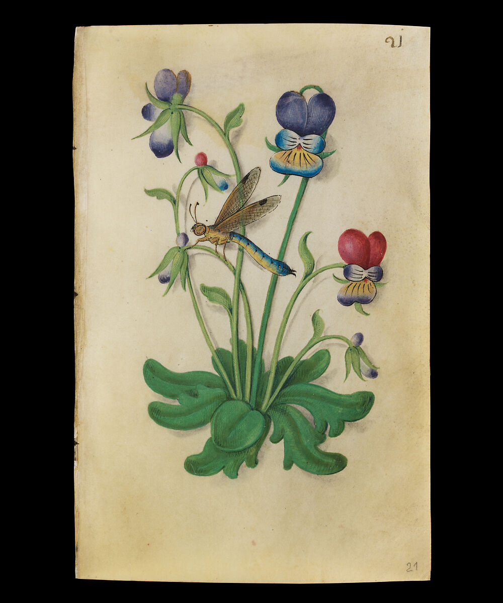 Book of Flower Studies, Master of Claude de France (active from ca.1508–1520), Opaque water color, organic glazes, gold and silver paint, iron and carbon-based ink and charcoal on parchment, French