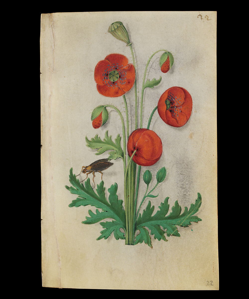 Book of Flower Studies, Master of Claude de France (active from ca.1508–1520), Opaque water color, organic glazes, gold and silver paint, iron and carbon-based ink and charcoal on parchment, French