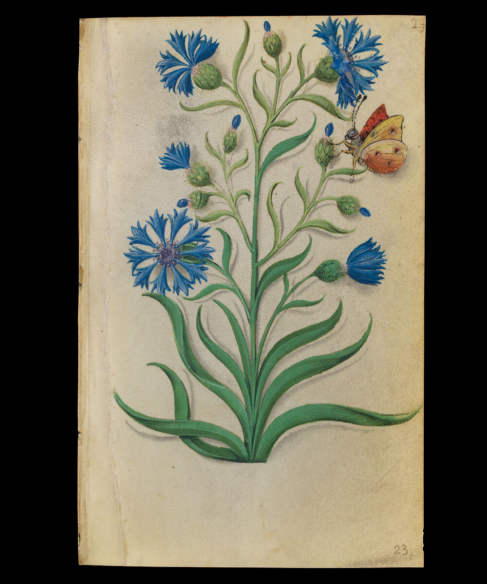 Book of Flower Studies, Master of Claude de France (active from ca.1508–1520), Opaque water color, organic glazes, gold and silver paint, iron and carbon-based ink and charcoal on parchment, French