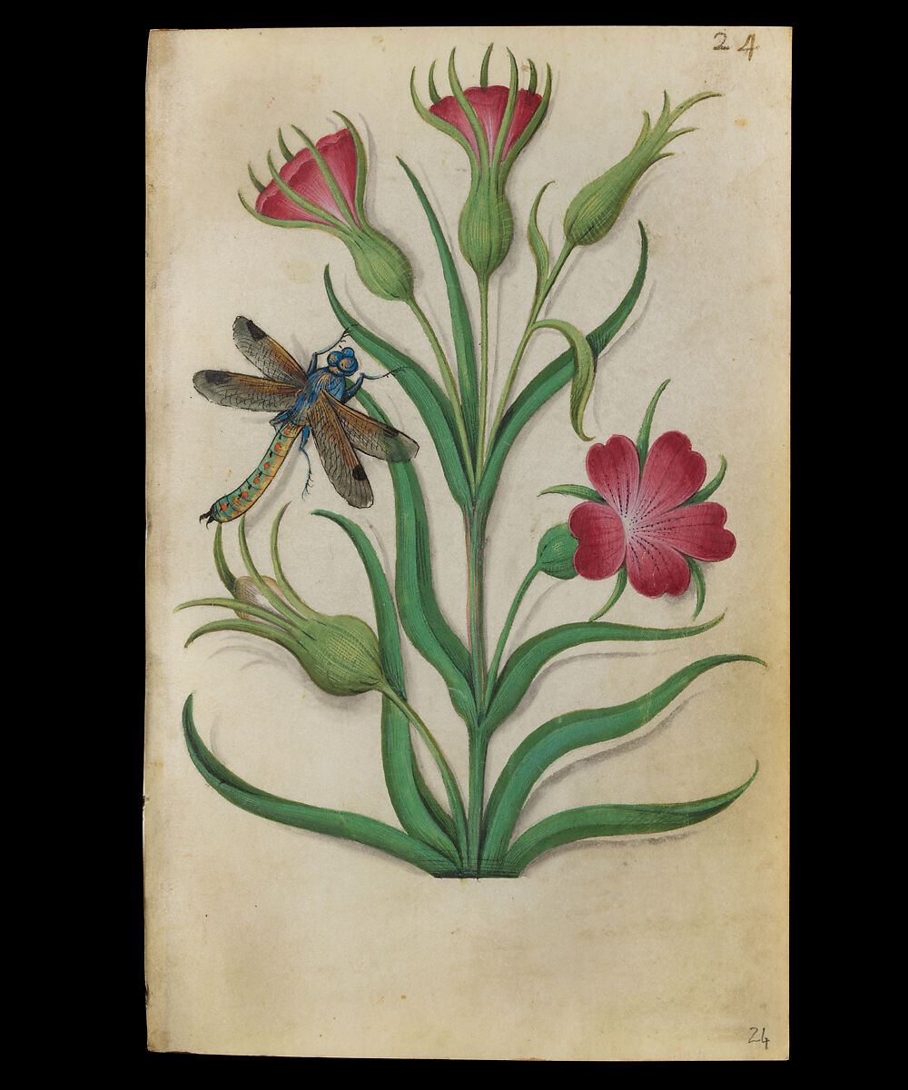 Book of Flower Studies, Master of Claude de France (active from ca.1508–1520), Opaque water color, organic glazes, gold and silver paint, iron and carbon-based ink and charcoal on parchment, French