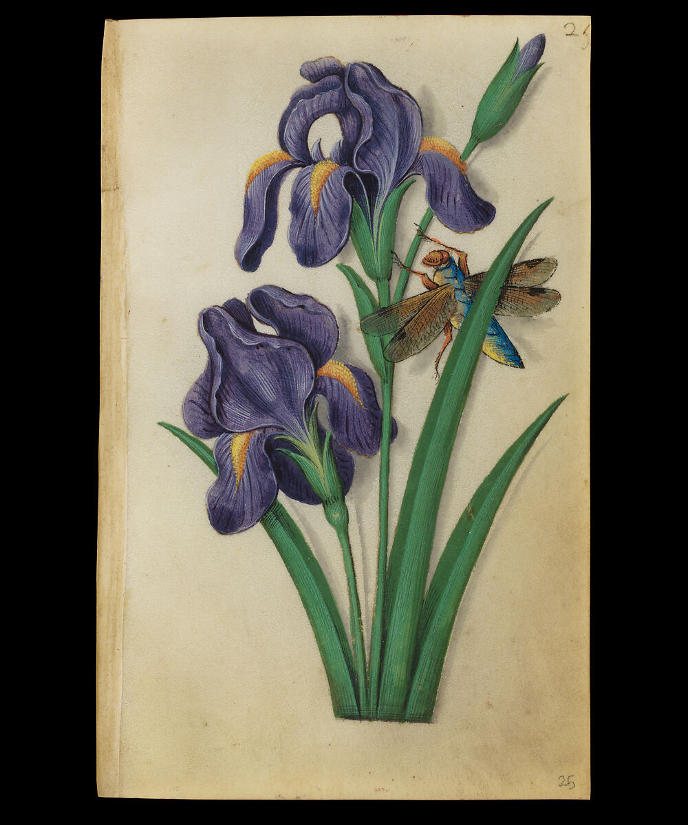 Book of Flower Studies, Master of Claude de France (active from ca.1508–1520), Opaque water color, organic glazes, gold and silver paint, iron and carbon-based ink and charcoal on parchment, French