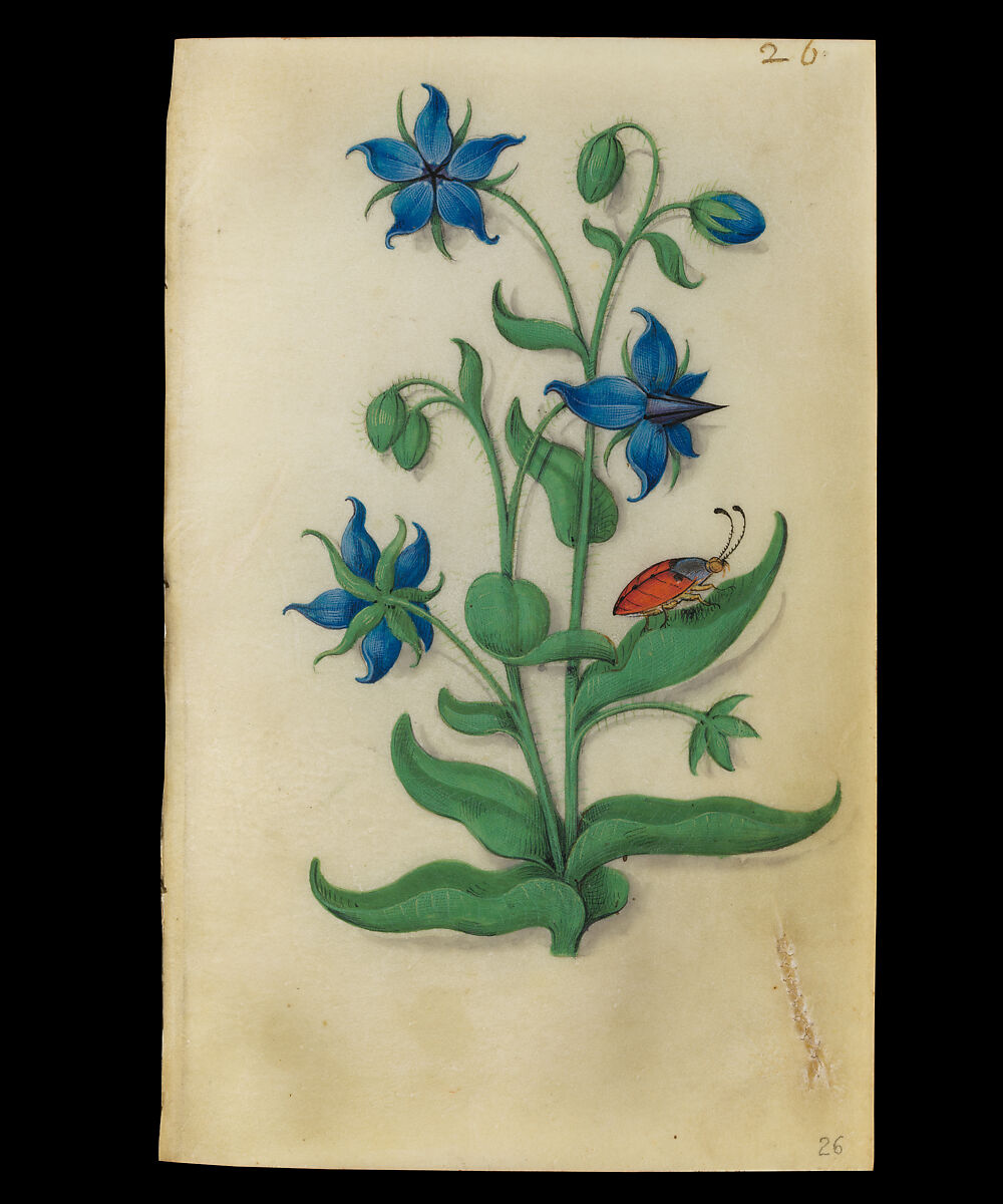 Book of Flower Studies, Master of Claude de France (active from ca.1508–1520), Opaque water color, organic glazes, gold and silver paint, iron and carbon-based ink and charcoal on parchment, French