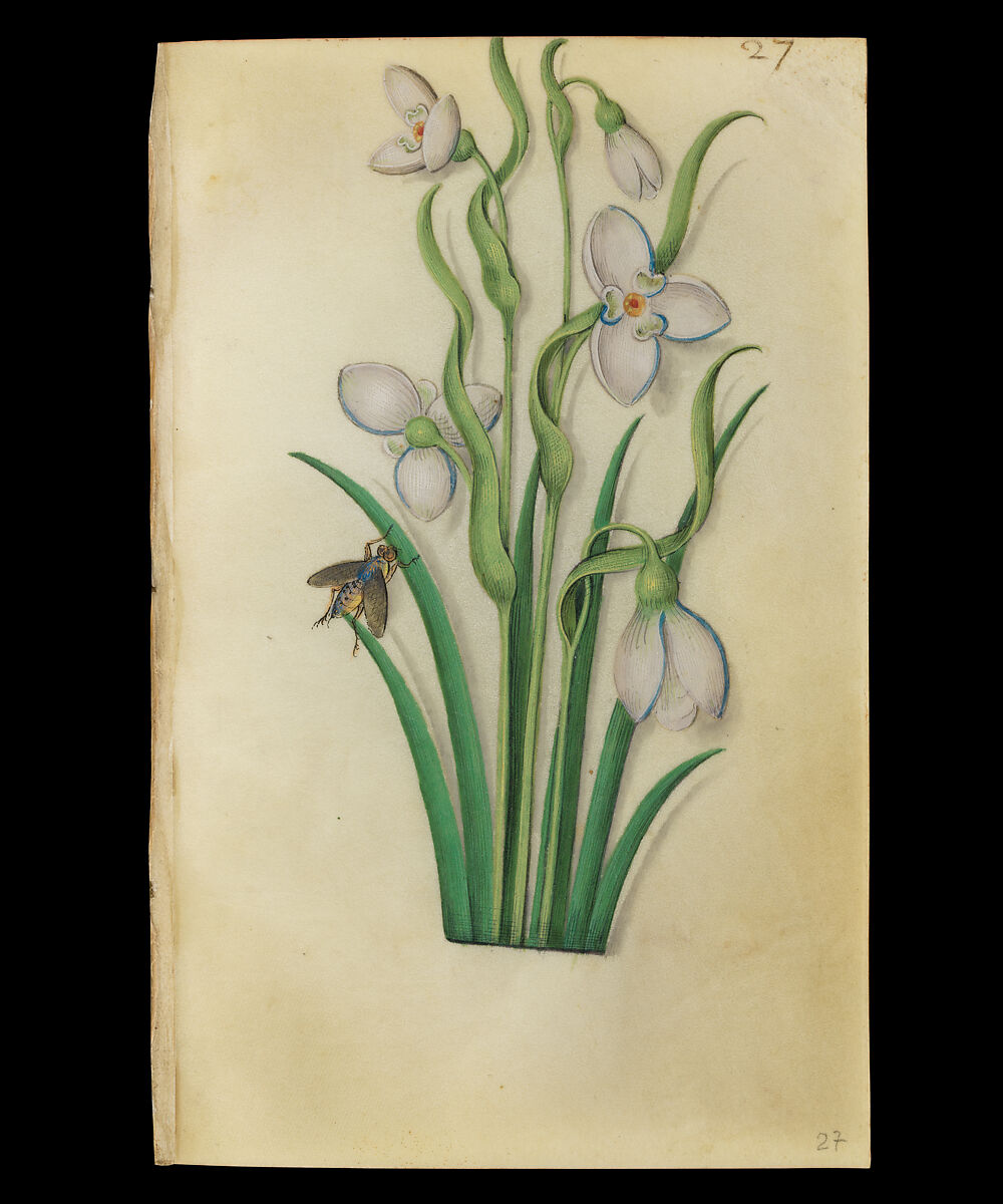 Book of Flower Studies, Master of Claude de France (active from ca.1508–1520), Opaque water color, organic glazes, gold and silver paint, iron and carbon-based ink and charcoal on parchment, French