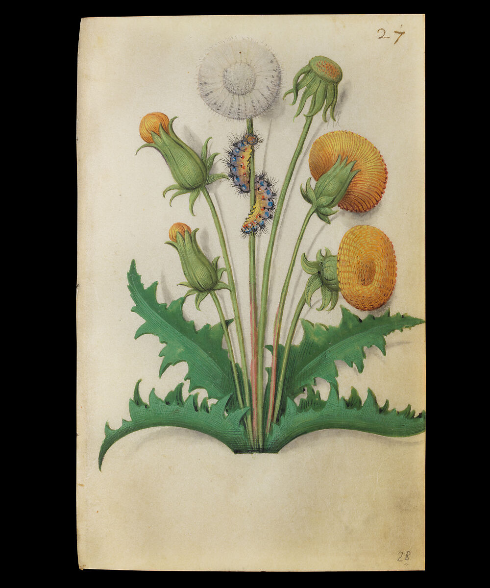 Book of Flower Studies, Master of Claude de France (active from ca.1508–1520), Opaque water color, organic glazes, gold and silver paint, iron and carbon-based ink and charcoal on parchment, French