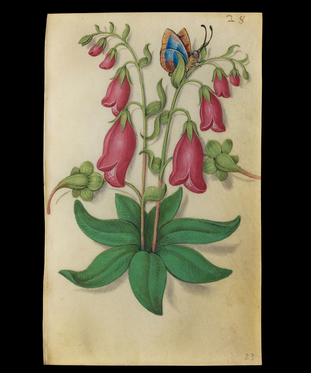 Book of Flower Studies, Master of Claude de France (active from ca.1508–1520), Opaque water color, organic glazes, gold and silver paint, iron and carbon-based ink and charcoal on parchment, French