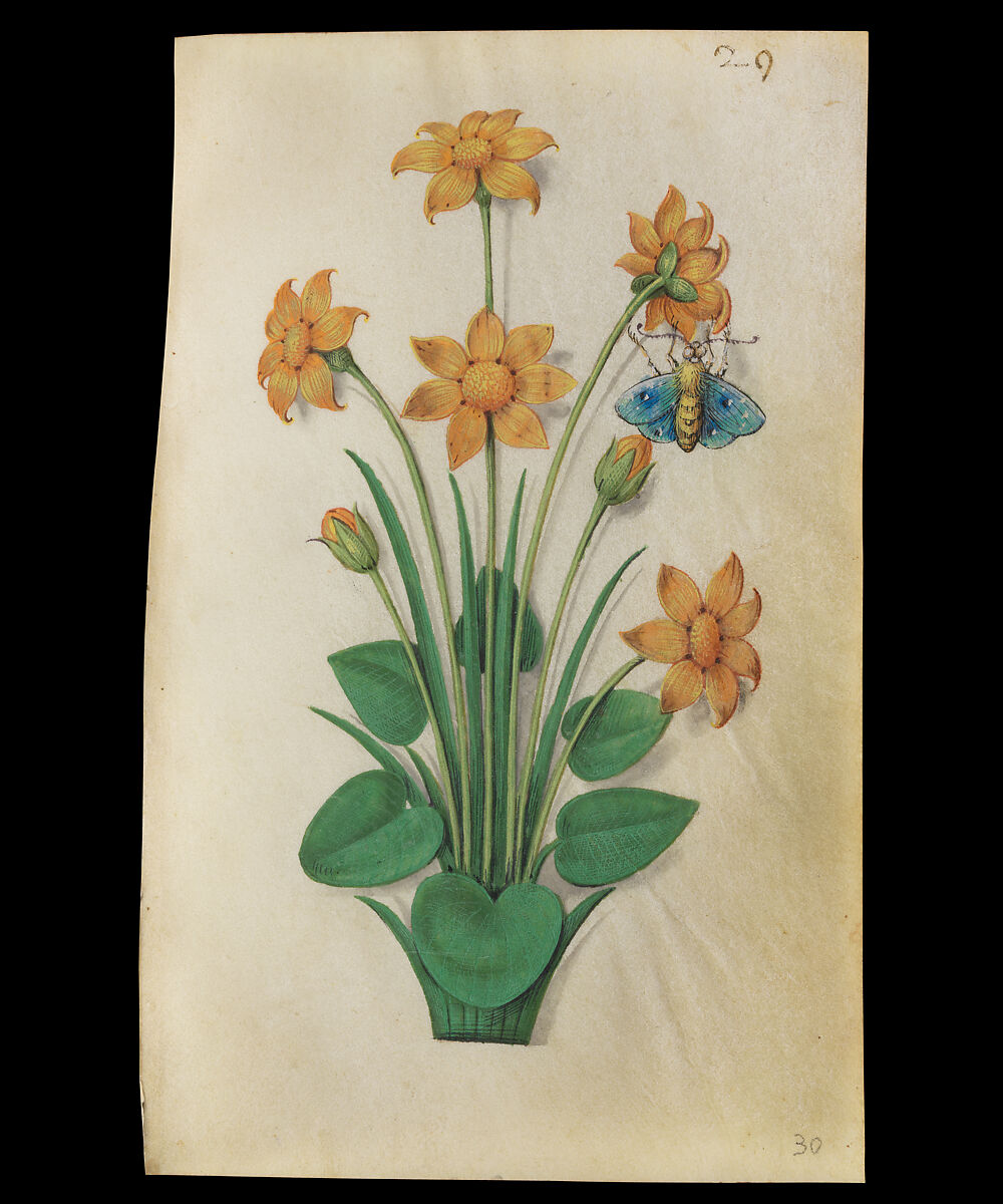 Book of Flower Studies, Master of Claude de France (active from ca.1508–1520), Opaque water color, organic glazes, gold and silver paint, iron and carbon-based ink and charcoal on parchment, French