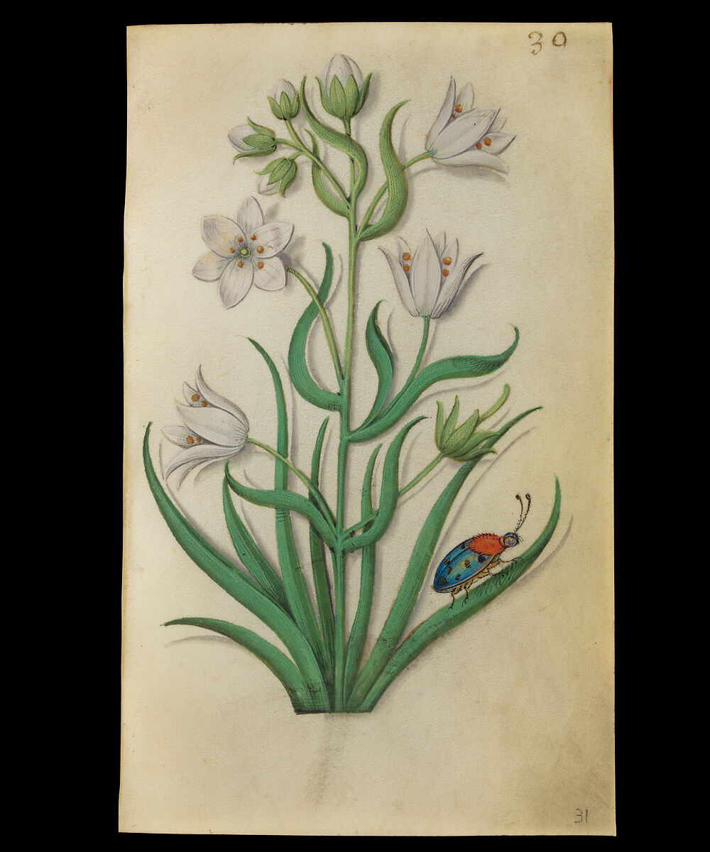 Book of Flower Studies, Master of Claude de France (active from ca.1508–1520), Opaque water color, organic glazes, gold and silver paint, iron and carbon-based ink and charcoal on parchment, French