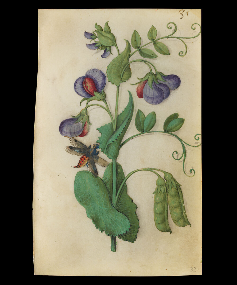 Book of Flower Studies, Master of Claude de France (active from ca.1508–1520), Opaque water color, organic glazes, gold and silver paint, iron and carbon-based ink and charcoal on parchment, French