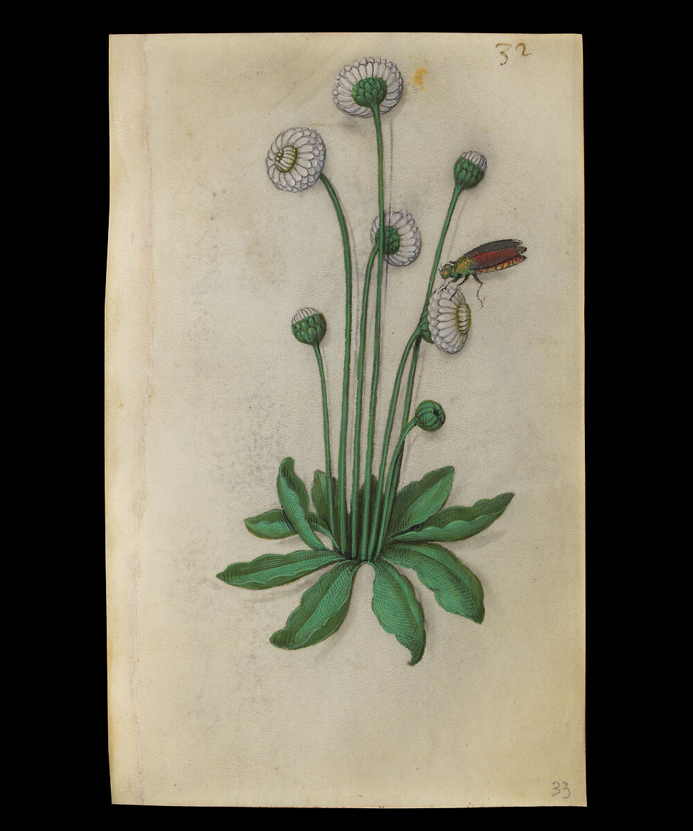 Book of Flower Studies, Master of Claude de France (active from ca.1508–1520), Opaque water color, organic glazes, gold and silver paint, iron and carbon-based ink and charcoal on parchment, French