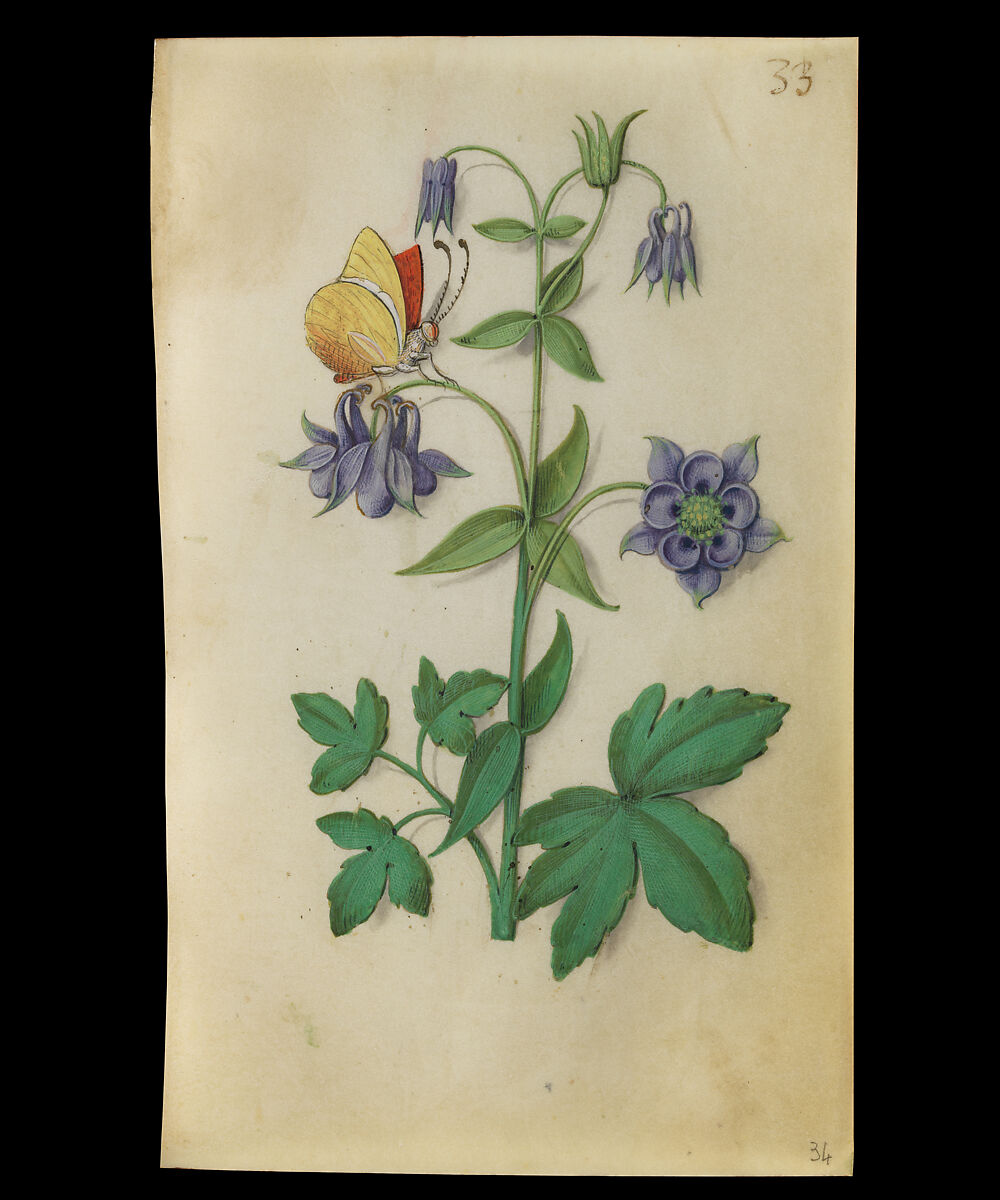 Book of Flower Studies, Master of Claude de France (active from ca.1508–1520), Opaque water color, organic glazes, gold and silver paint, iron and carbon-based ink and charcoal on parchment, French