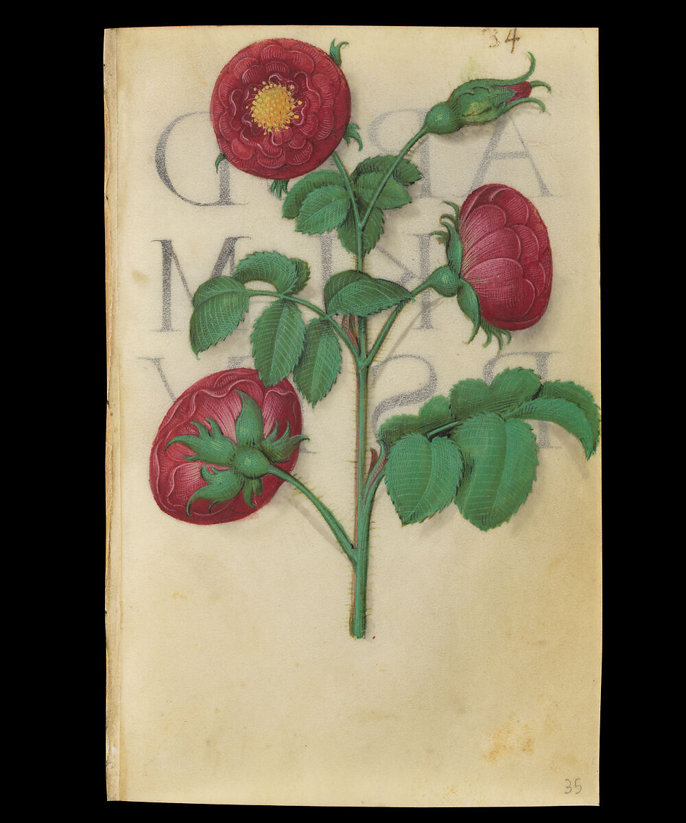 Book of Flower Studies, Master of Claude de France (active from ca.1508–1520), Opaque water color, organic glazes, gold and silver paint, iron and carbon-based ink and charcoal on parchment, French