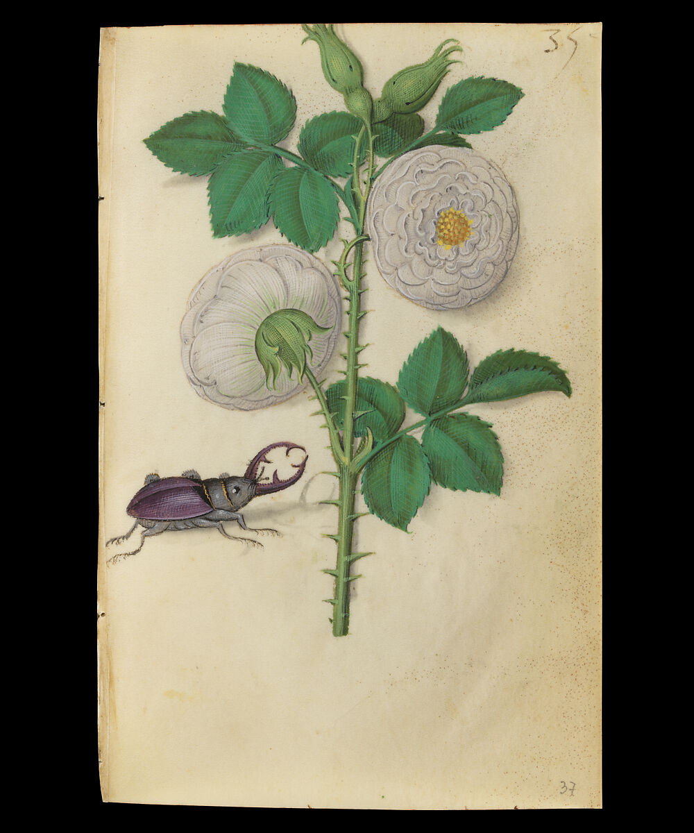 Book of Flower Studies, Master of Claude de France (active from ca.1508–1520), Opaque water color, organic glazes, gold and silver paint, iron and carbon-based ink and charcoal on parchment, French