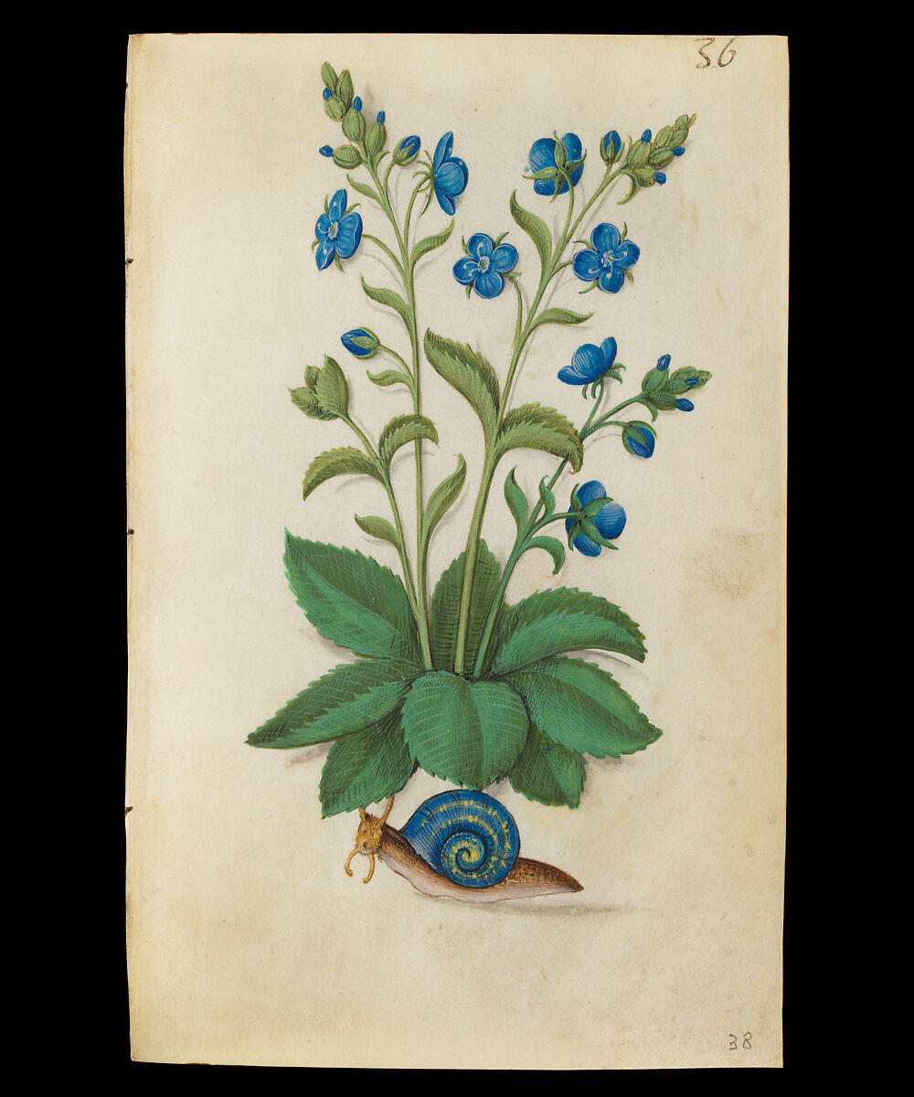Book of Flower Studies, Master of Claude de France (active from ca.1508–1520), Opaque water color, organic glazes, gold and silver paint, iron and carbon-based ink and charcoal on parchment, French