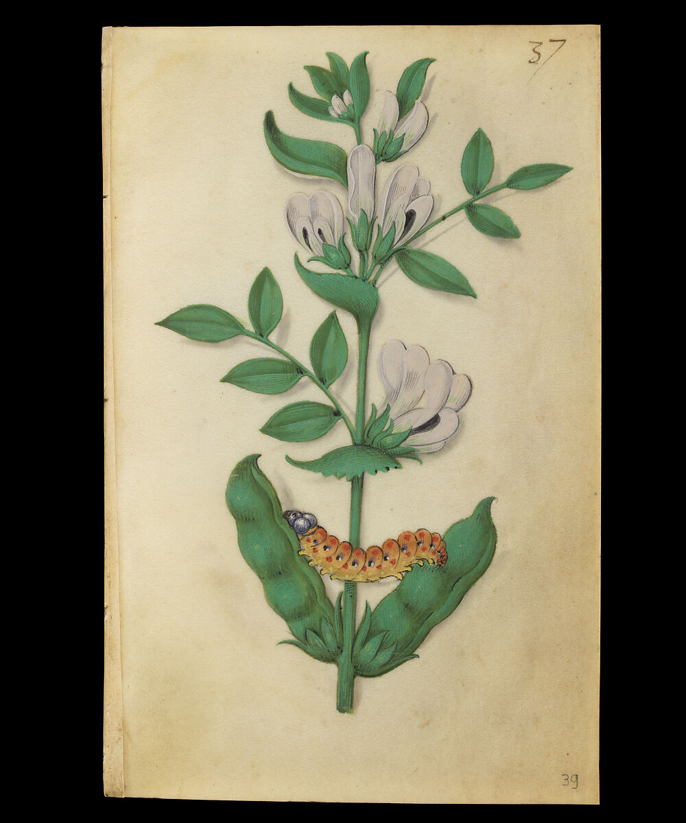 Book of Flower Studies, Master of Claude de France (active from ca.1508–1520), Opaque water color, organic glazes, gold and silver paint, iron and carbon-based ink and charcoal on parchment, French