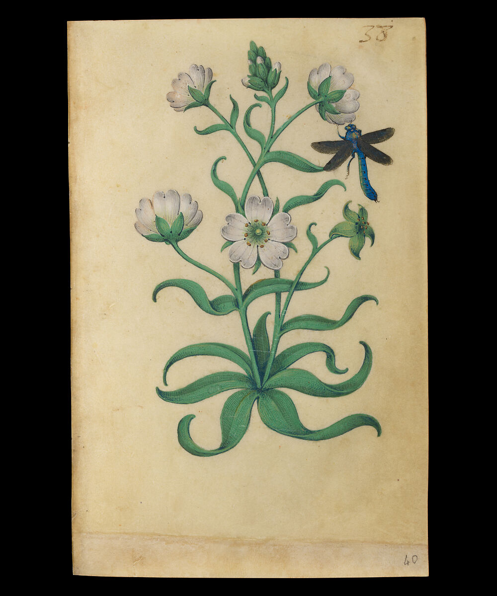 Book of Flower Studies, Master of Claude de France (active from ca.1508–1520), Opaque water color, organic glazes, gold and silver paint, iron and carbon-based ink and charcoal on parchment, French