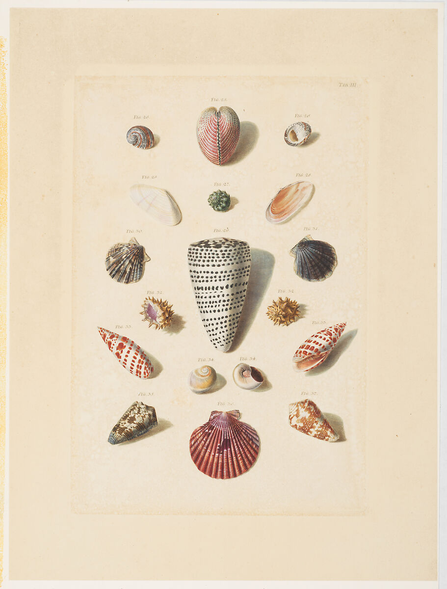 Plate III, from "Choix de Coquillages et de Crustacés", Franz Michael Regenfuss  German, Hand-colored engraving