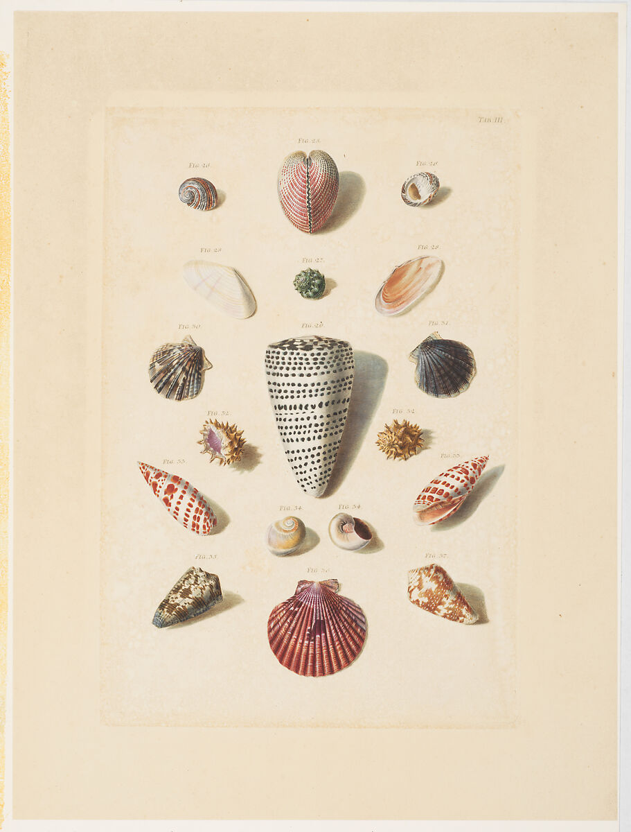 Plate III, from "Choix de Coquillages et de Crustacés", Franz Michael Regenfuss (German, Nuremberg 1712–1780 Copenhagen), Hand-colored engraving 