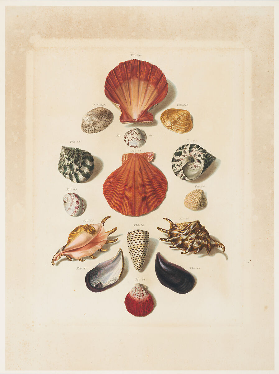Plate IV, from "Choix de Coquillages et de Crustacés", Franz Michael Regenfuss  German, Hand-colored engraving