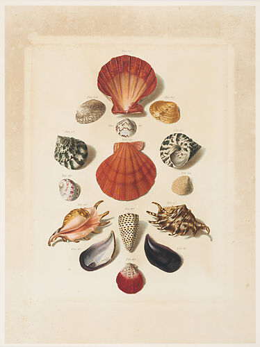 Plate IV, from 