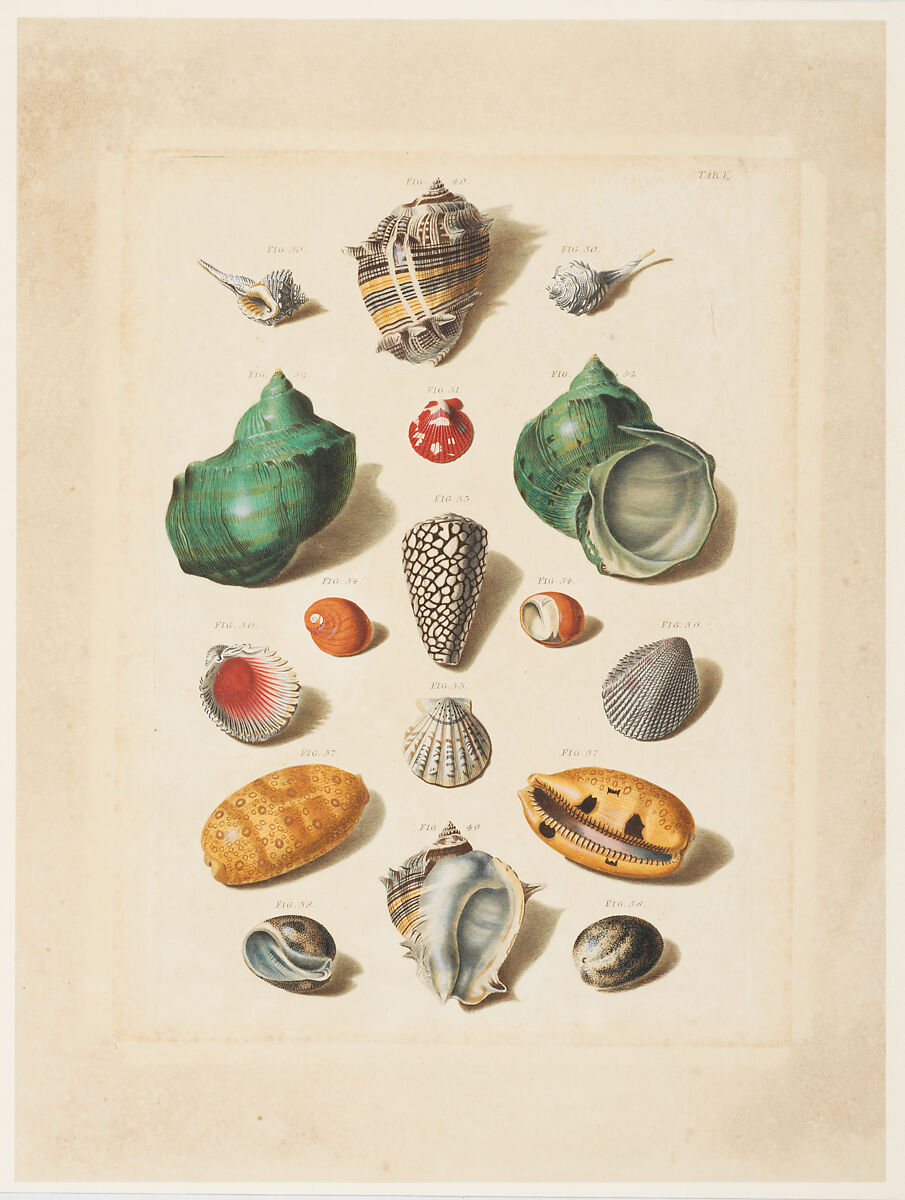 Plate V, from "Choix de Coquillages et de Crustacés", Franz Michael Regenfuss (German, Nuremberg 1712–1780 Copenhagen), Hand-colored engraving 