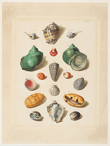 Plate V, from 