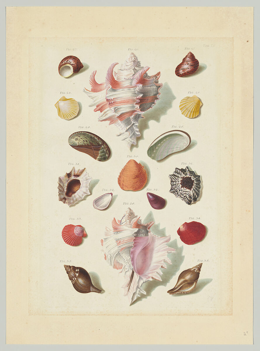 Plate IX, from "Choix de Coquillages et de Crustacés", Franz Michael Regenfuss (German, Nuremberg 1712–1780 Copenhagen), Hand-colored engraving 