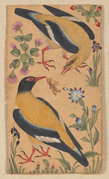 Two Orioles, Opaque color on paper