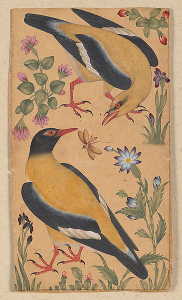 Two Orioles, Opaque color on paper 