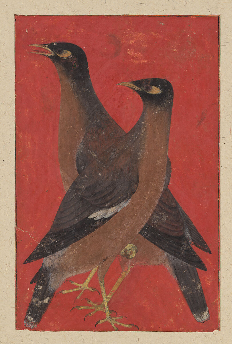 A Pair of Mynas, Opaque color on paper 