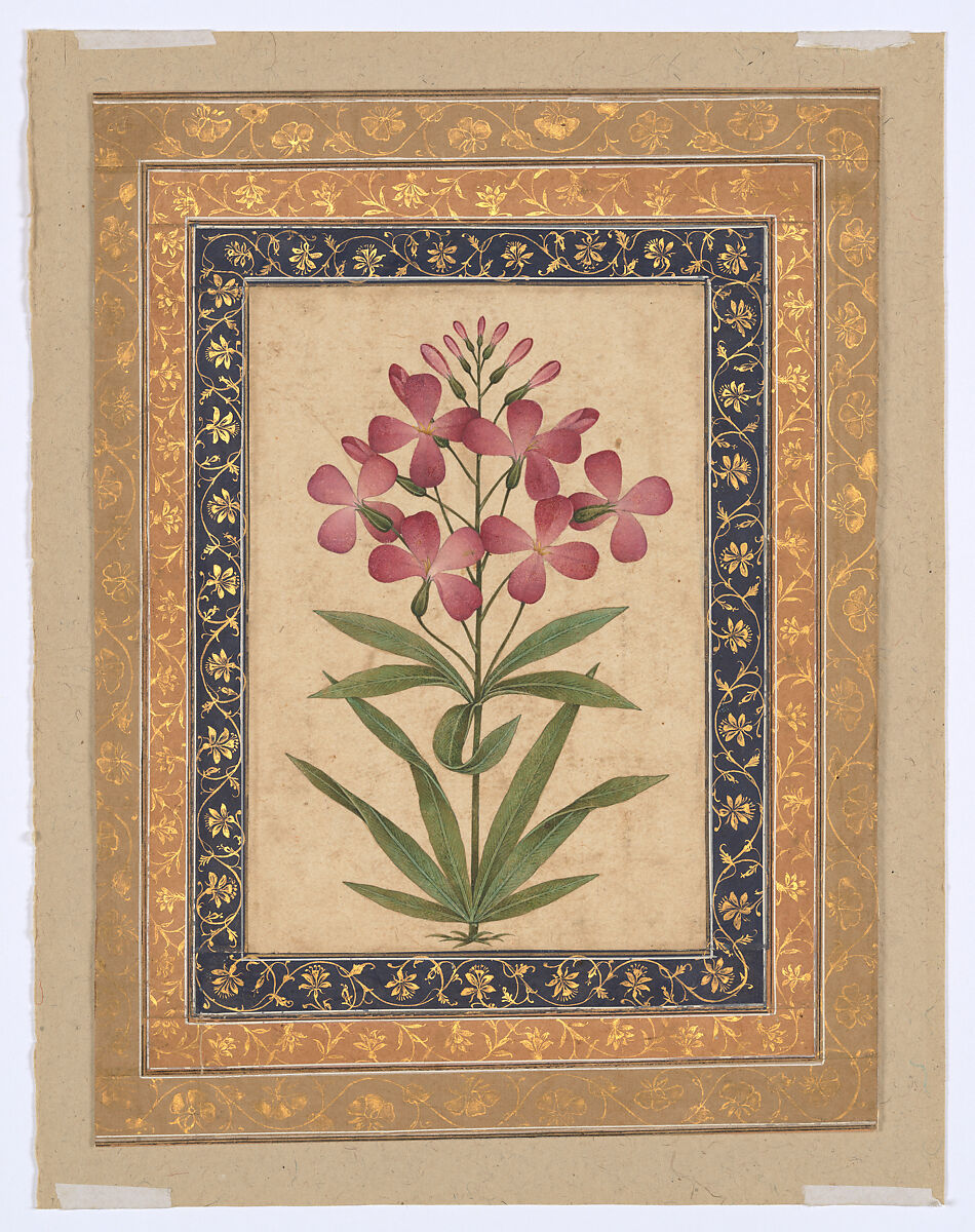 Botanical Painting: Geranium, Opaque color on paper